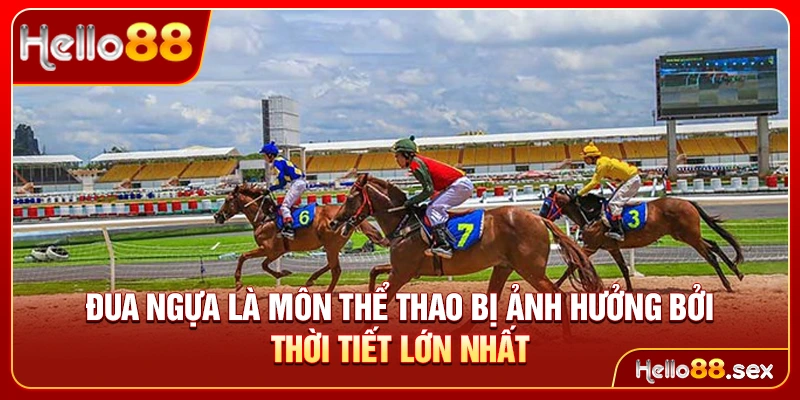 Đua ngựa là môn thể thao bị ảnh hưởng bởi thời tiết lớn nhất